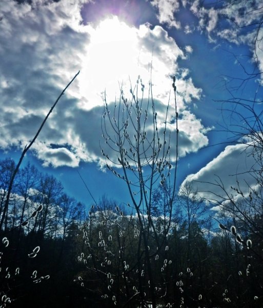 Вишни в цвету