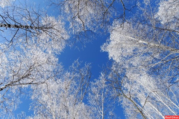 Ветки береза