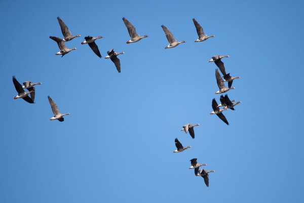 Птицы возвращаются