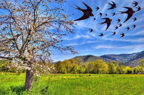 Весна птицы прилетели