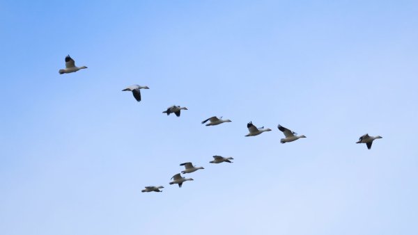 Перелетные птицы возвращаются с Юга