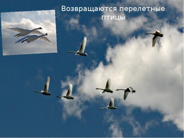 Весна птицы возвращаются