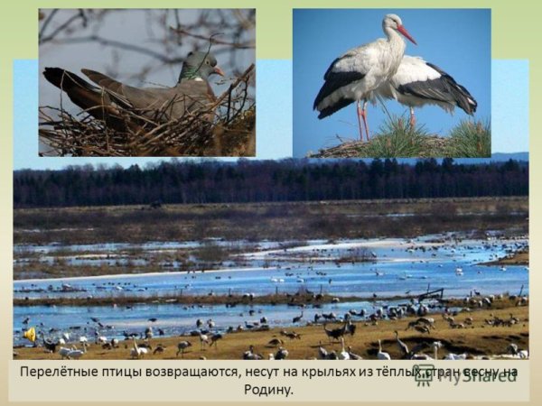 Прилетают перелетные птицы