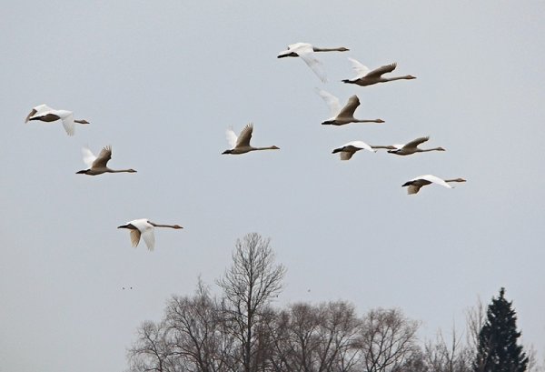 Весна птицы возвращаются