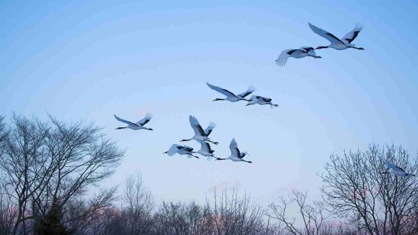 Птицы возвращаются