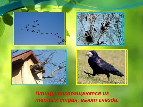 Прилетают перелетные птицы