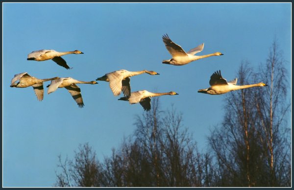 Птицы возвращаются