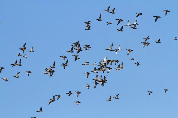 Перелётные птицы возвращаются из тёплых стран