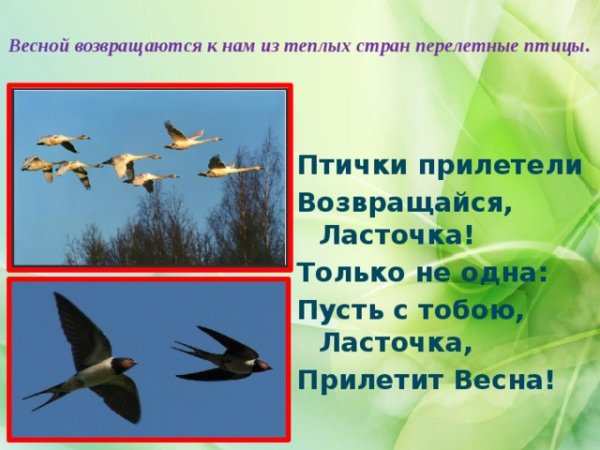 Мигрирующие птицы