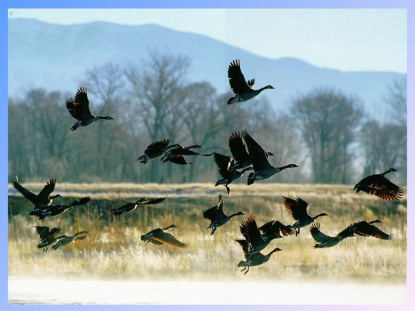 Стая соловьёв