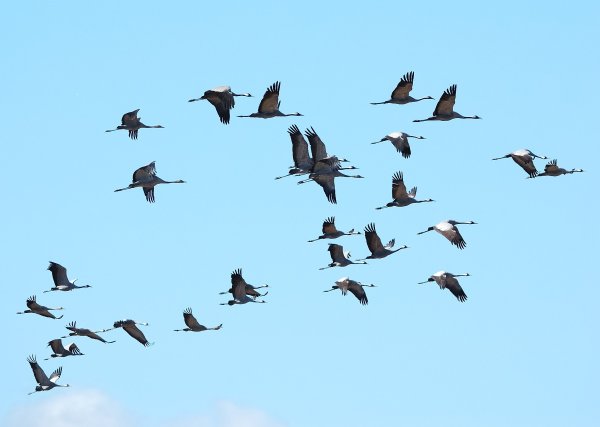 Перелетные птицы