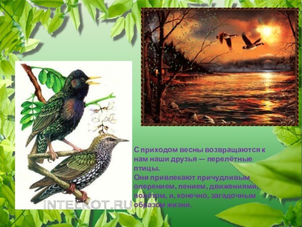 Перелетные птицы для детей