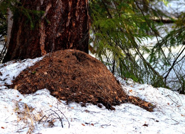 Муравейник зимой