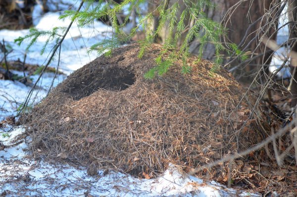 Разрушенный Муравейник