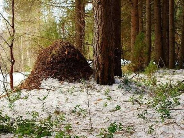 Весенний Муравейник