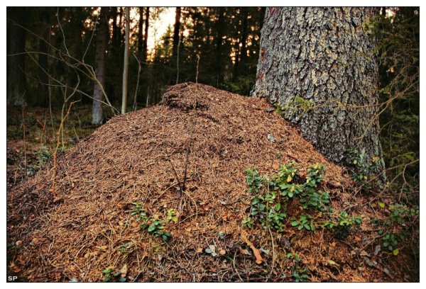 Муравейник зимой