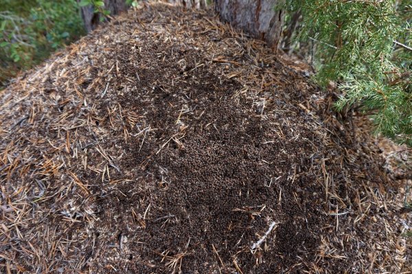 Муравейник зимой