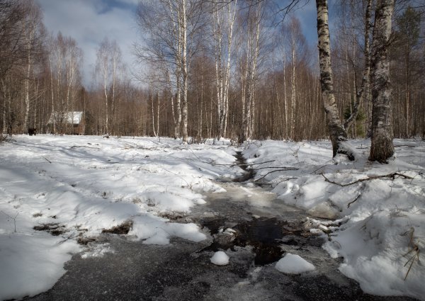 Весна лес ручей Подснежник