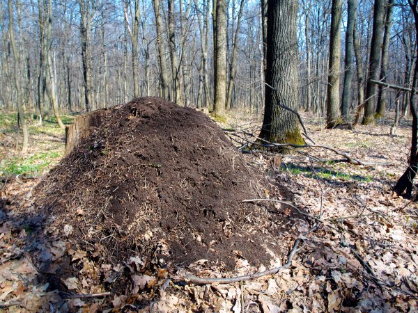 Муравейник под снегом