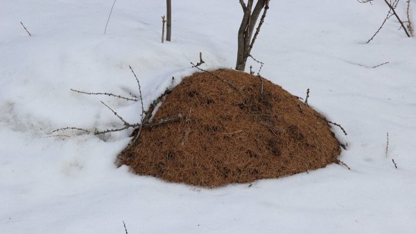 Зимовка муравьев