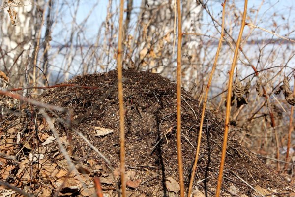 Муравейник лесных муравьев
