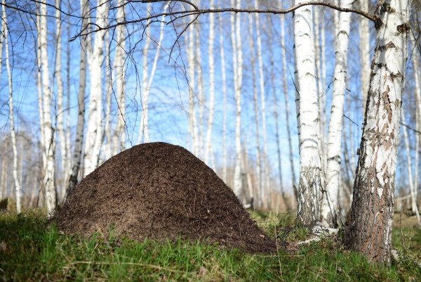 Муравьиное гнездо