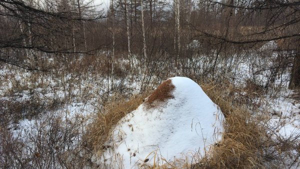 Муравейник весной