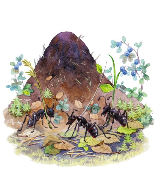 Насекомые зимуют