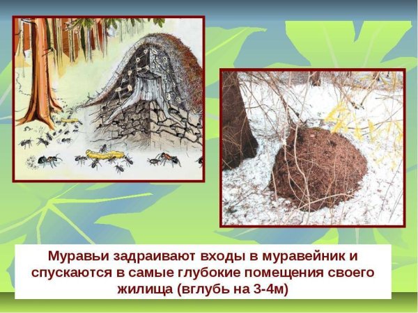 Муравейник под березой