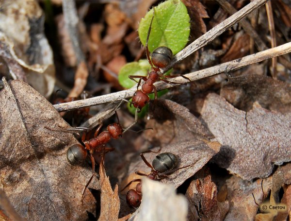 Муравейник рисунок