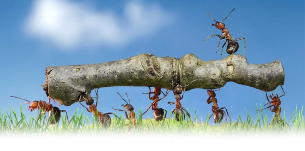 Насекомые муравей Муравейник