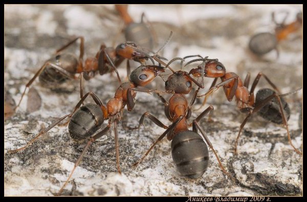 Жизнь муравьёв в муравейнике