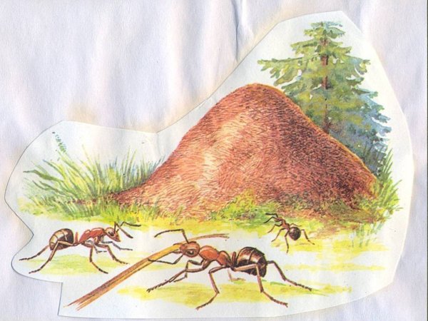 Муравей для малышей
