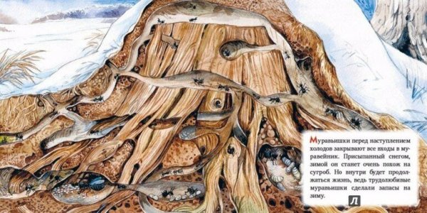 Муравейник осенью