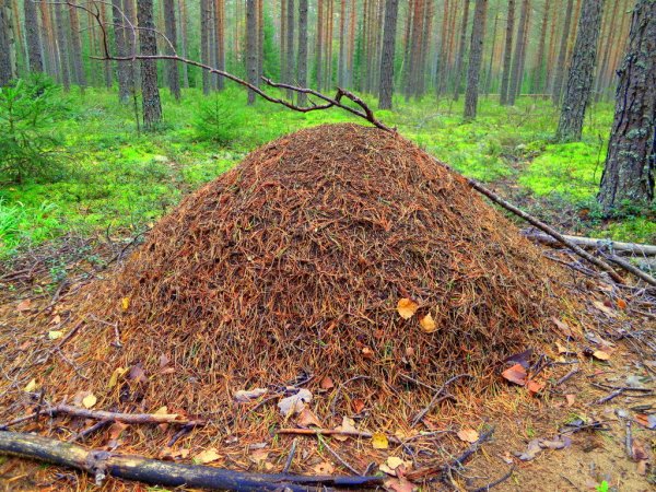 Муравьи на охоте