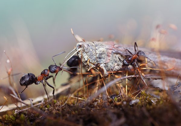 Муравейник весной