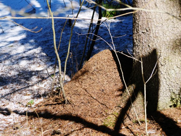 Рисование Муравейник