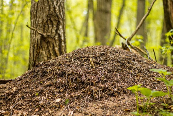 Насекомые зимой для дошкольников