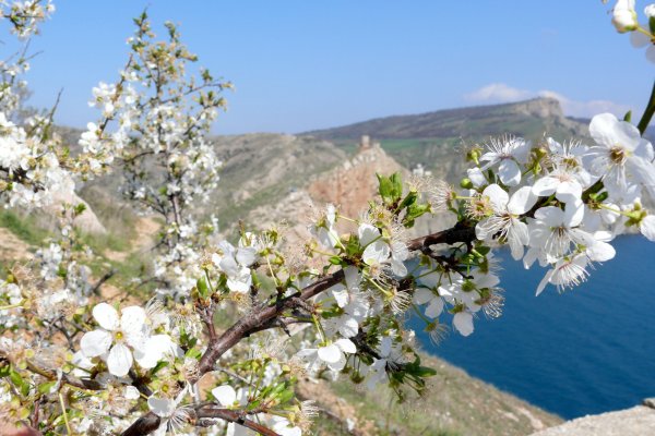 Весенний Крым цветение миндаля