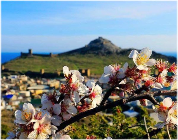 Цветение миндаля в Севастополе