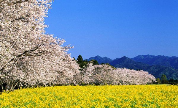 Цветение садов весной