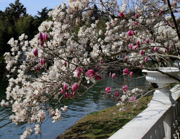 Дендрарий Сочи-цветет Магнолия