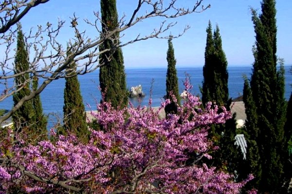 Кипарисы Ялта море