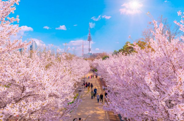 Сеул цветение Сакуры