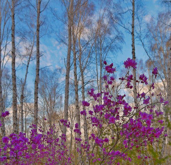 Багульник в Забайкалье