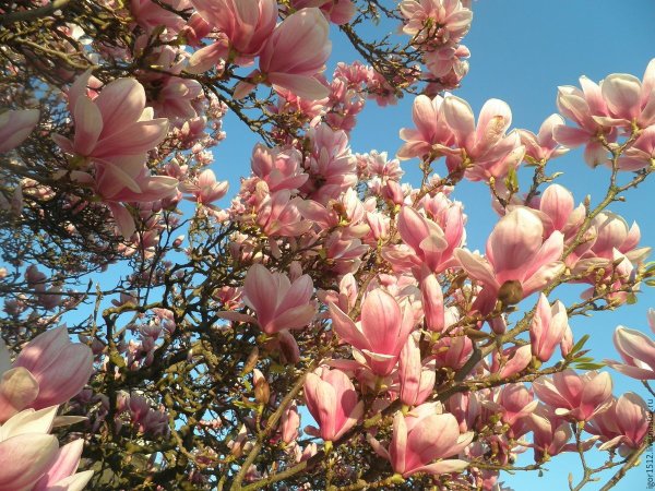 Магнолия дерево