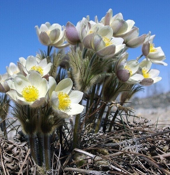 Прострел желтеющий (Сибирский Подснежник)