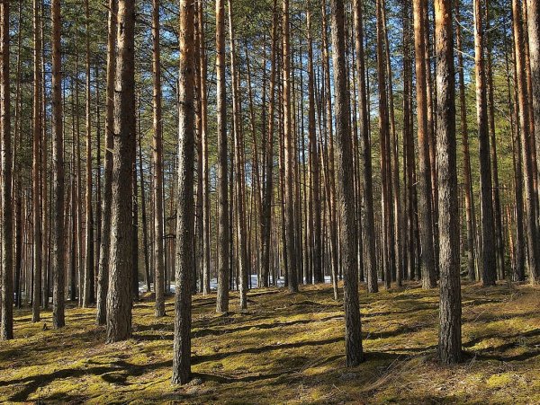 Лес Сосновый Дзержинск