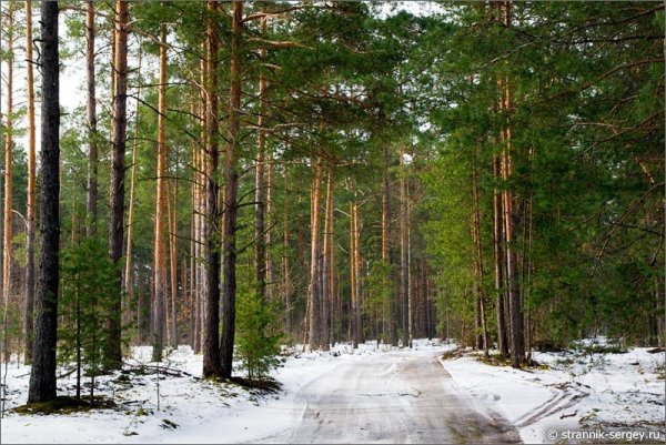 Еловый лес в Ленинградской области