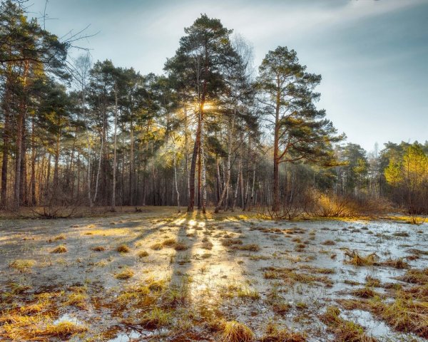 Город Сосновый Бор весной